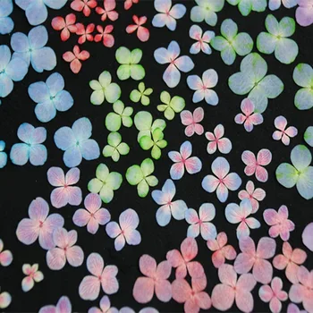 60pcs Presate Uscat Orbire Culoare Hydrangea Macrophylla Plante cu Flori Ierbar Pentru Bijuterii Caz de Telefon Marcaj carte Poștală DIY