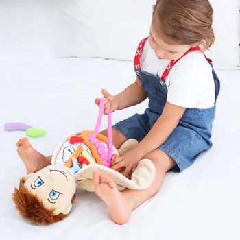 Copii Organ De Conștientizare Instrumente De Predare Învățare Știință Kituri De Anatomie A Corpului Uman Jucărie De Învățământ Preșcolar Organ Jucării De Pluș